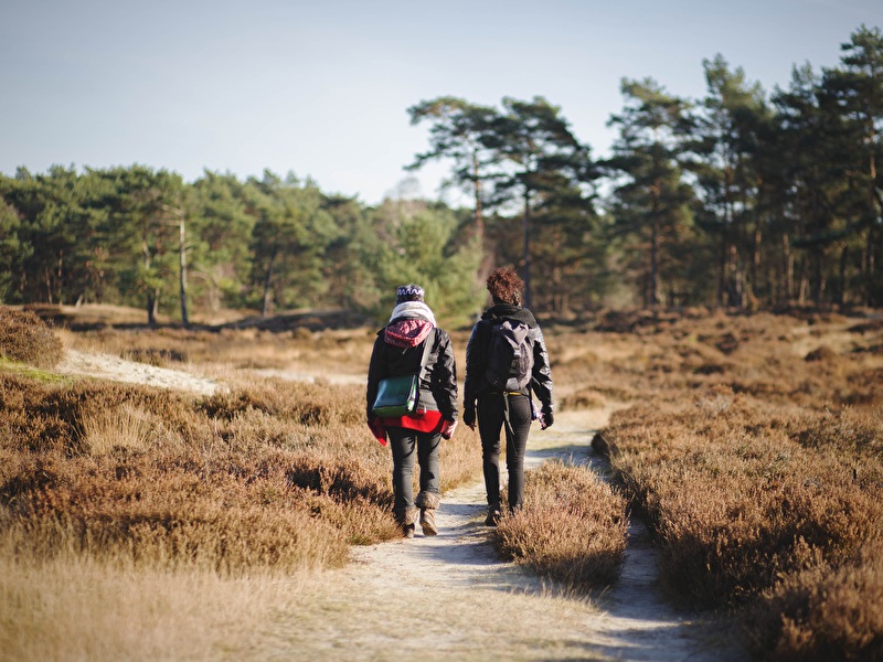 Zwei Personen wandern auf einem schmalen Sandweg durch eine offene Heidelandschaft mit niedrigen Sträuchern, umgeben von Kiefern unter einem klaren Himmel.