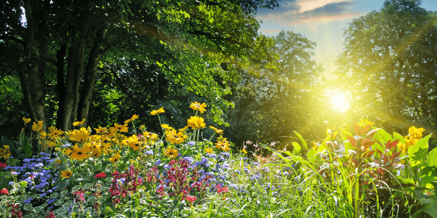 Sunny summer day in a colorful flower field with yellow, purple, and red flowers surrounded by green trees.