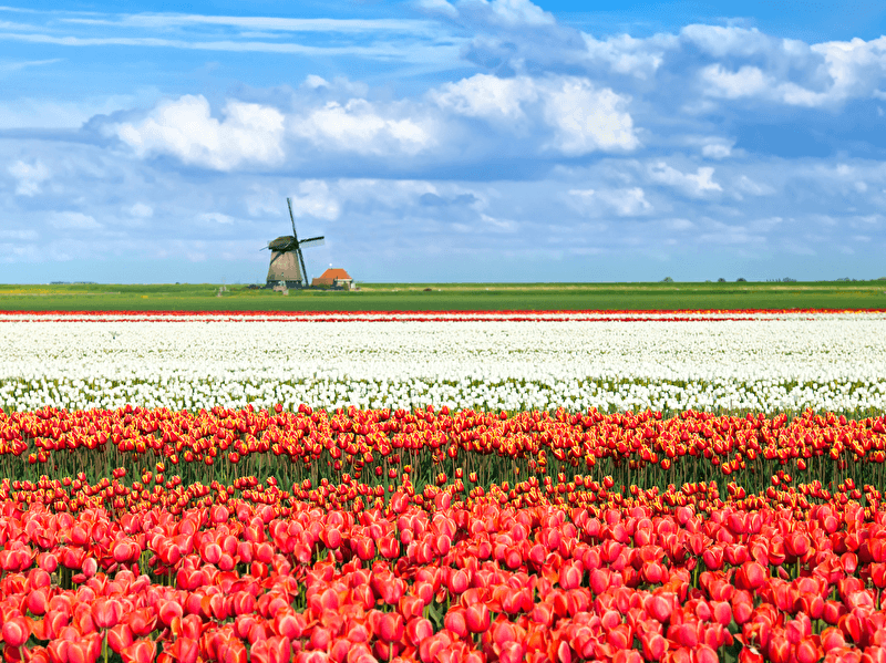 Colorful tulip fields with a traditional windmill in the background under a blue sky.