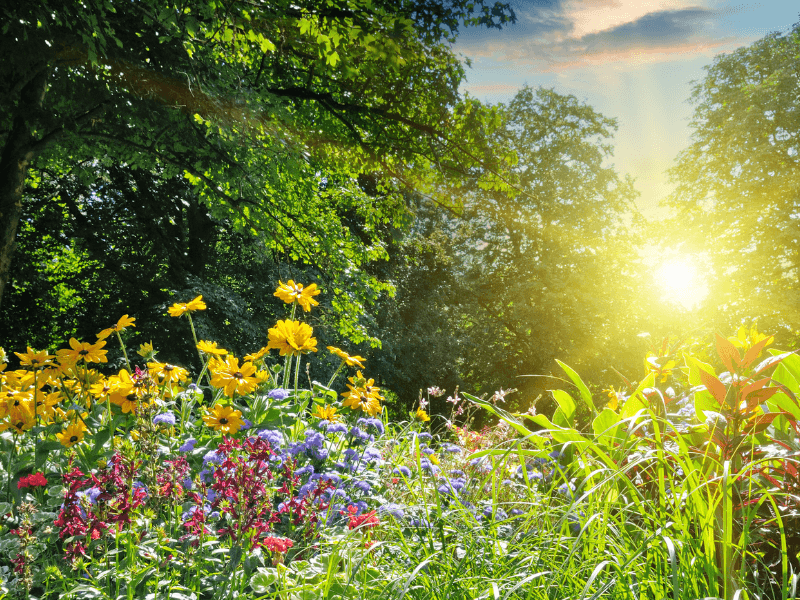 Zonnige zomerdag in een kleurrijk bloemenveld met gele, paarse en rode bloemen omringd door groene bomen.
